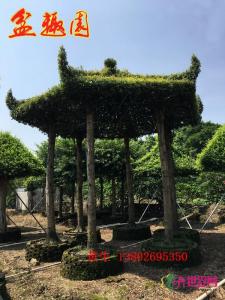 金丝楠