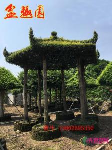 金丝楠
