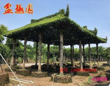 金丝楠