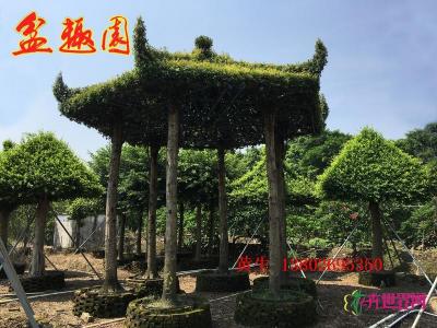 金丝楠