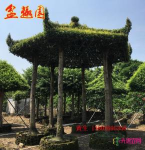 金丝楠
